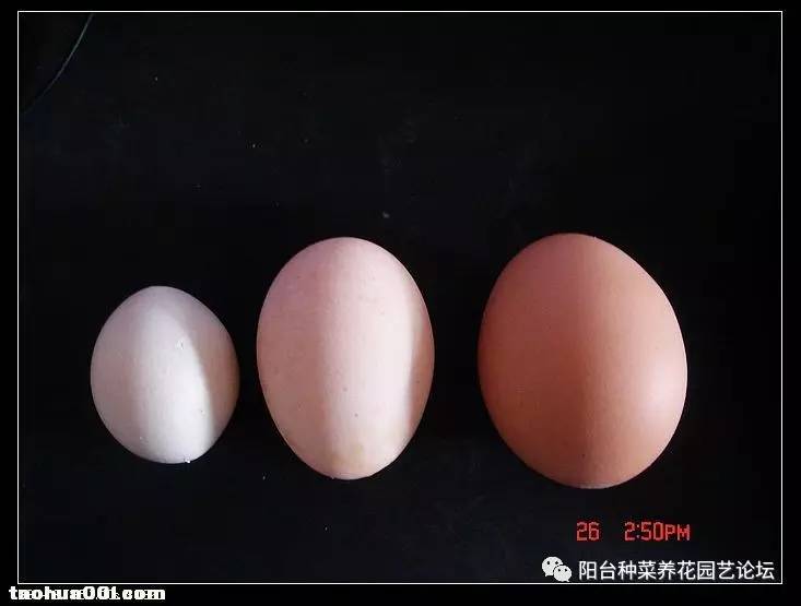 秋天钓鱼用什么小药_秋季钓鱼小药_钓鱼秋天小药用几号钩