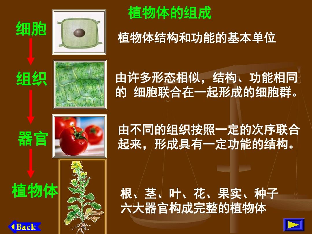 植物形态学_植物形态学术语总结_原植物形态