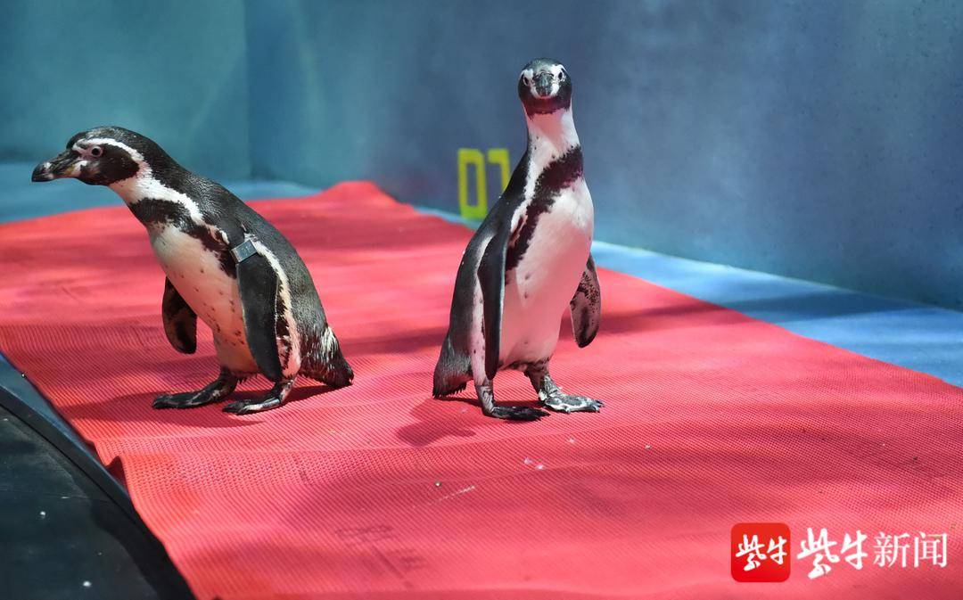 小企鹅爱吃鱼2无敌版_企鹅吃鱼作品集txt_企鹅爱吃鱼游戏