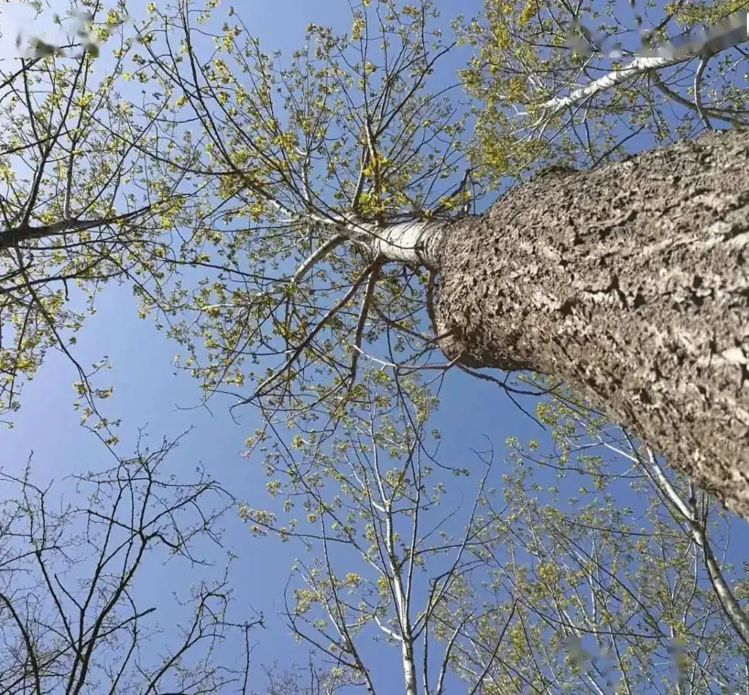 桃园赚钱游戏_桃园怎么赚钱_桃园赚钱软件下载