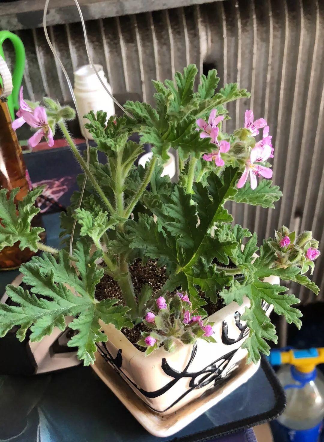 养花大亨花盆旁有苍蝇一样_花盆小苍蝇_花盆里有苍蝇