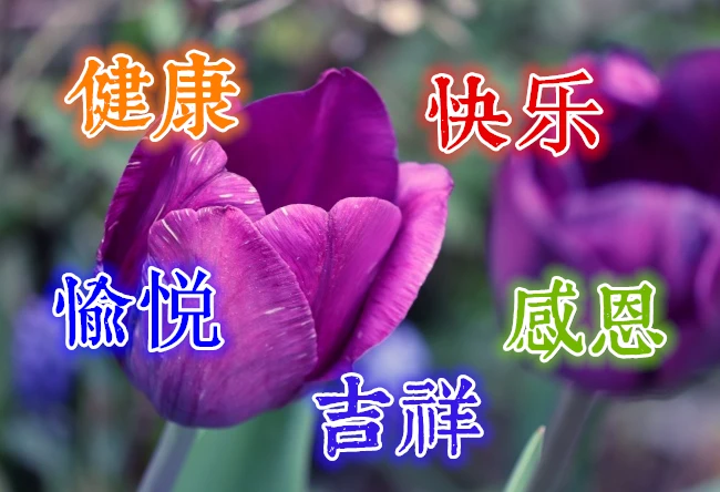 鲜花女友贺卡怎么写_鲜花女友简笔画_cj女友鲜花