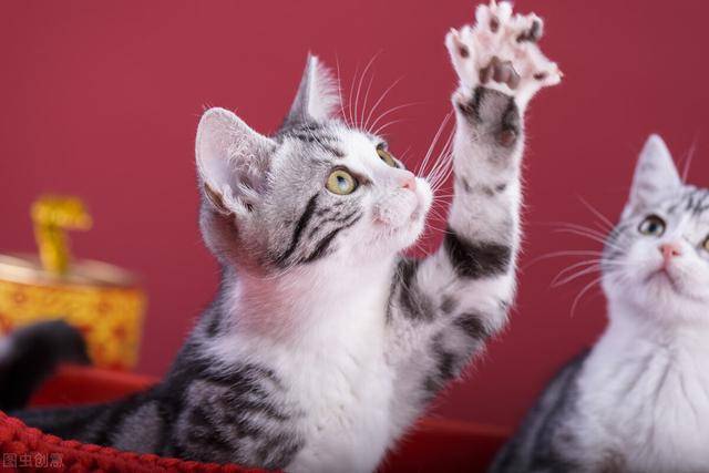 玩猫视频搞笑视频_猫咪玩耍小视频_视频玩耍猫咪小狗