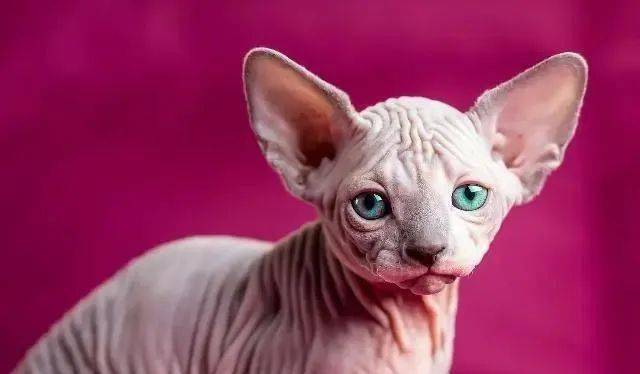 猫咪玩耍小视频_玩猫视频搞笑视频_视频玩耍猫咪小狗