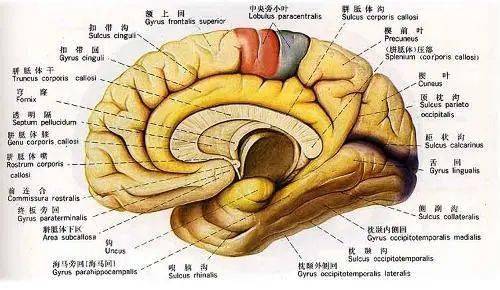 小脑梗最佳恢复方法_着小脑_小脑是控制什么的