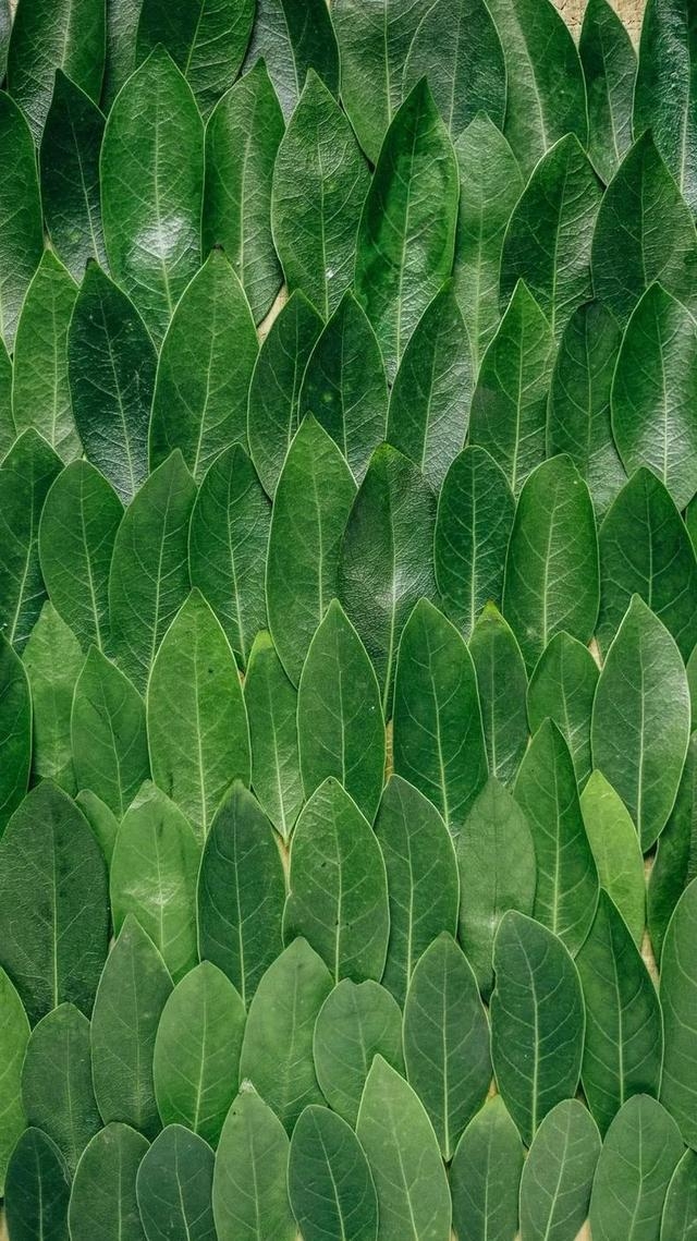 svc乱舞千年百度百科_百花乱舞手游下载_乱舞是谁