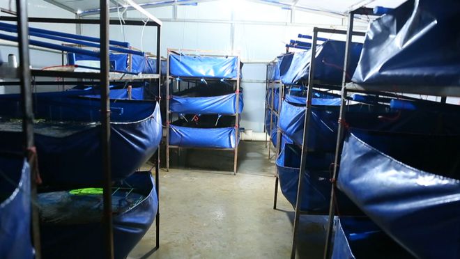 屋内养殖_室内可以养殖什么_养殖室内可以养乌龟吗