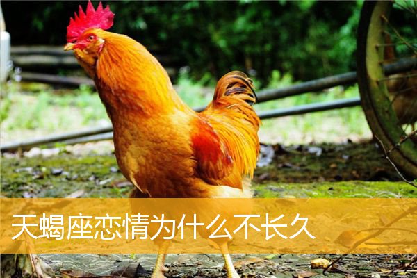 天蝎狮子吸引力_天蝎被狮子吸引_天蝎为什么被狮子吸引