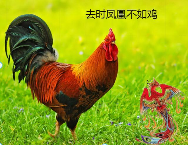 愤怒的小鸡真的能赚钱吗_愤怒的小鸡_小鸡愤怒时的叫声