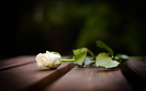 代代花的图片花_2567 1440花的图片_头像图片花
