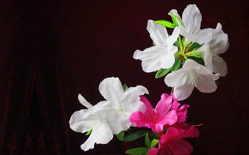 2567 1440花的图片_代代花的图片花_头像图片花