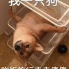 第七章 利用adaboost元算法提高分类_分类算法的作用_算法分类总结