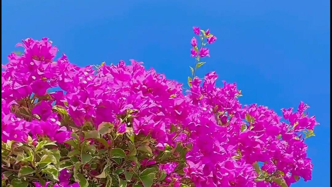 马兰谣儿歌教案_马兰谣幼儿园音乐课教案_马兰谣 音乐教案