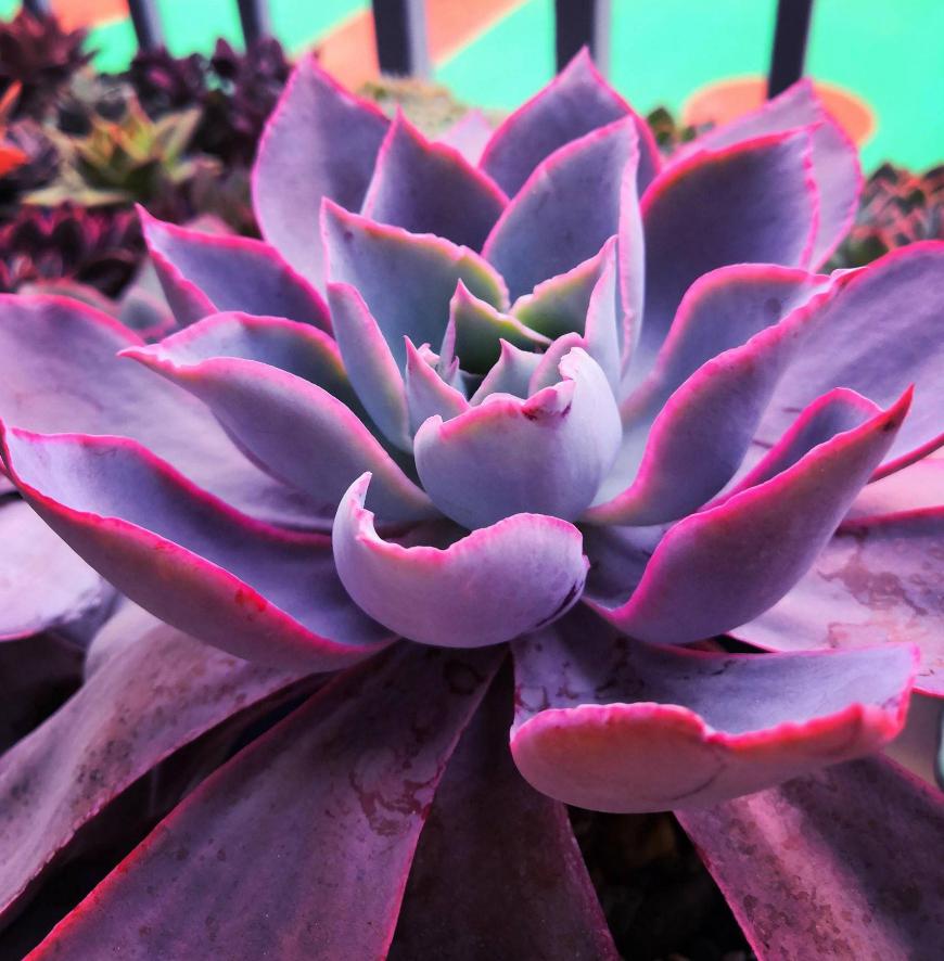 洪荒之鸿蒙灵戒_鸿蒙圣灵戒_收美之鸿蒙灵戒