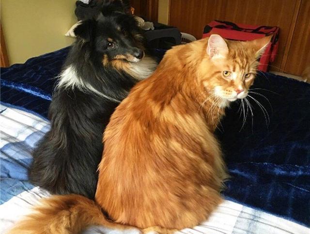猫咪后院场景解锁_猫咪后院场景图鉴_猫咪后院场景