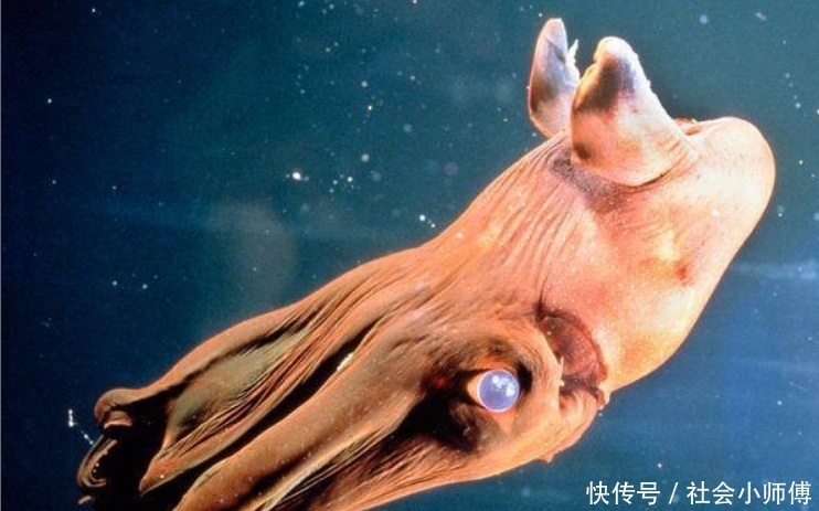 深海贪吃鱼-深海里的贪吃鱼：黑暗孤独中的奇妙觅食之旅