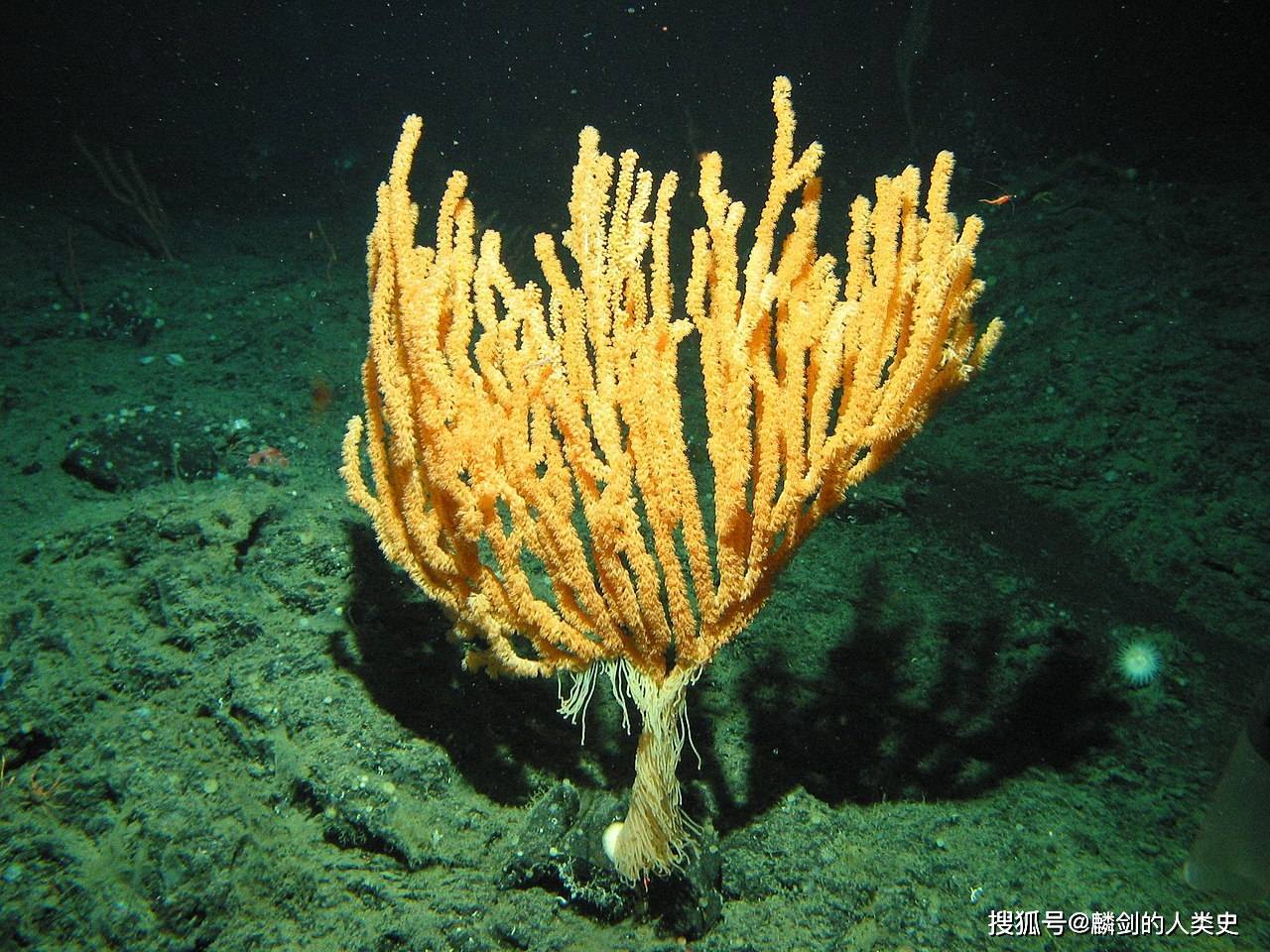 珊瑚海域_珊瑚海岸_珊瑚海的海岛