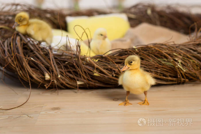 喂养小鸭中文版下载_喂养小鸭子需要注意什么_喂养小鸭2