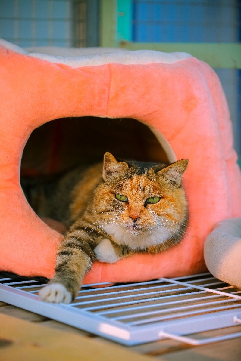 Supercat2破解版最新_Supercat_Mouse_supercat
